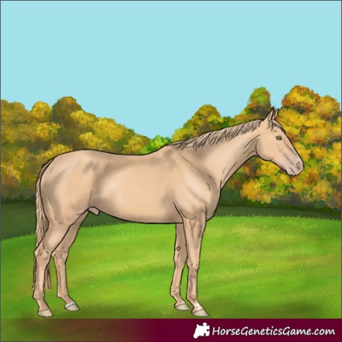 Horse Color:Gold Champagne Rabicano