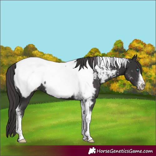 Horse Color:Smoky Black Tobiano Frame Appaloosa Rabicano