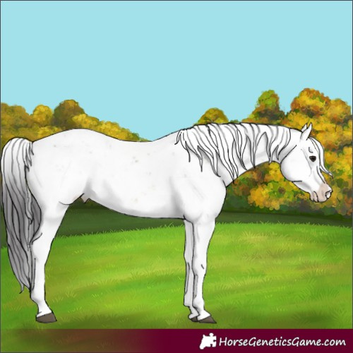 Horse Color:Buckskin Dun Sabino Rabicano 