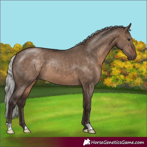 Horse Color:Silver Brown Dun 