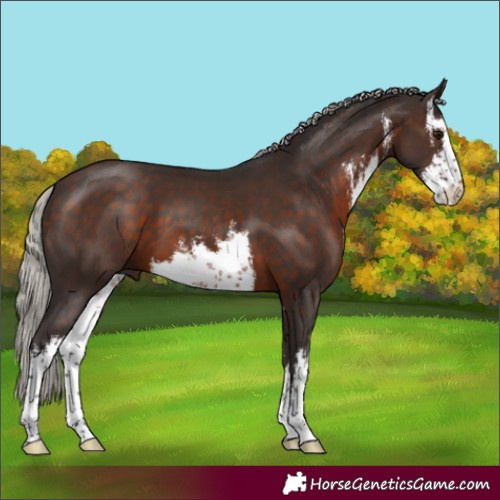 Horse Color:White Spotted Silver Brown