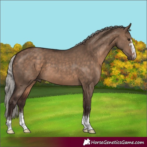 Horse Color:Silver Brown Dun