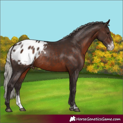 Horse Color:Silver Brown Sabino Appaloosa Rabicano