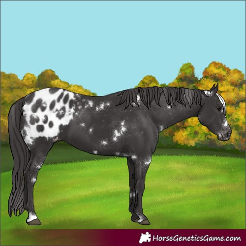 Horse Color:White Spotted Smoky Black Appaloosa 