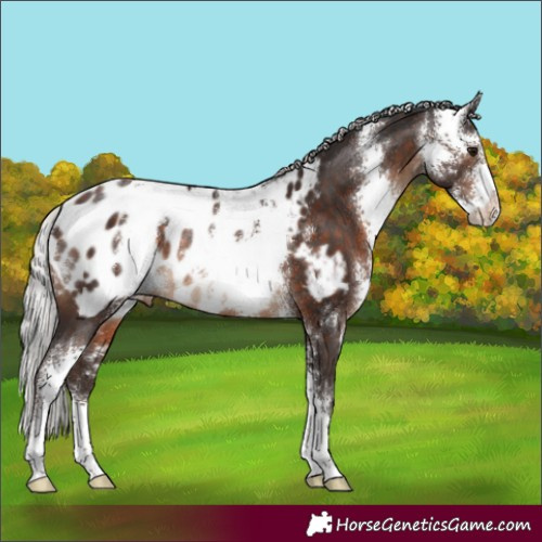 Horse Color:Silver Brown Sabino Blanket Rabicano 