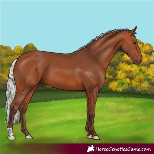 Horse Color:Silver Bay 