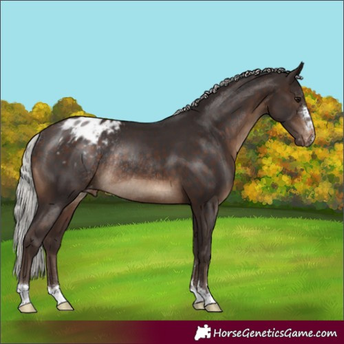 Horse Color:Silver Brown Appaloosa Rabicano