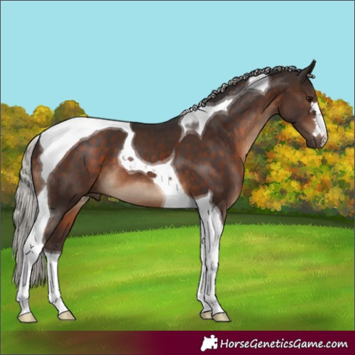 Horse Color:Silver Brown Tobiano 