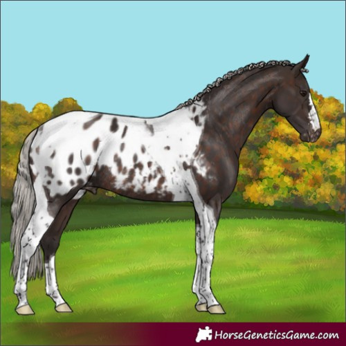 Horse Color:Silver Brown Tobiano Appaloosa Rabicano 