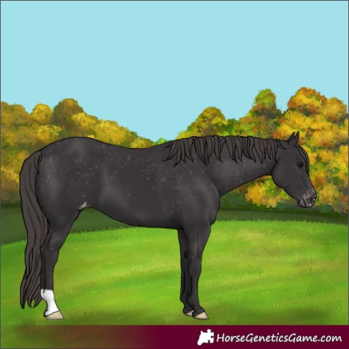 Horse Color:Smoky Black Appaloosa