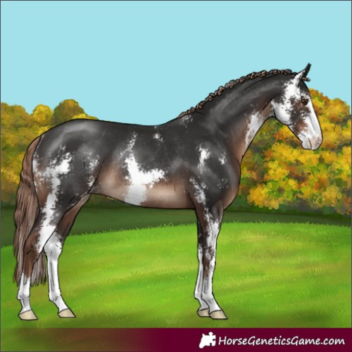 Horse Color:Liver Chestnut Sabino Rabicano 