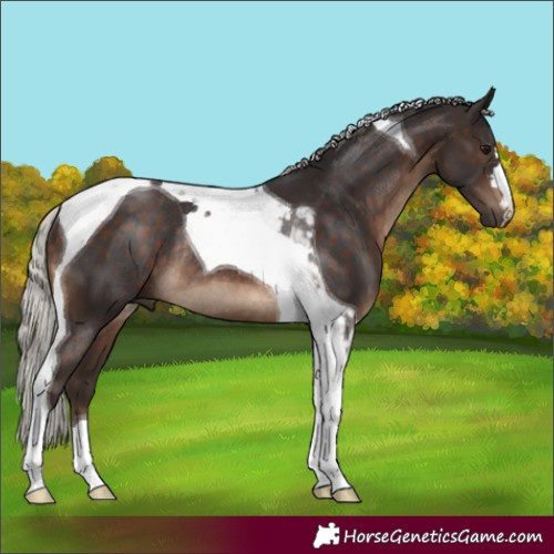 Horse Color:Silver Brown Tobiano Rabicano 