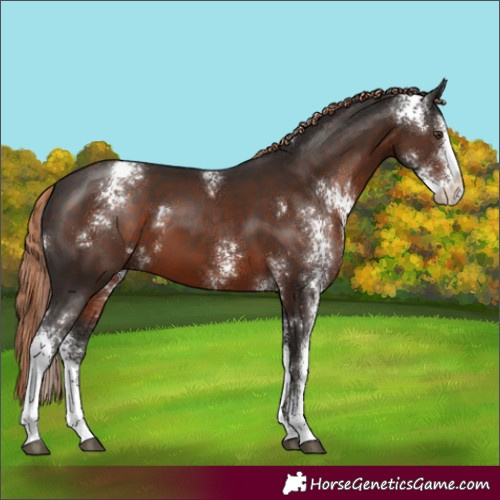 Horse Color:Liver Chestnut Sabino