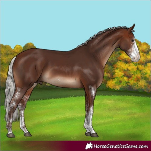 Horse Color:Silver Brown Sabino Rabicano