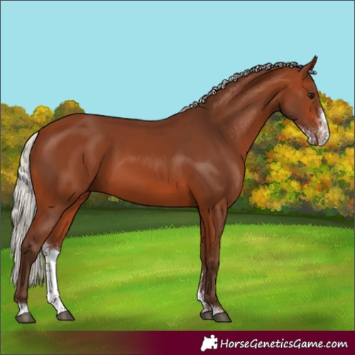 Horse Color:Silver Brown Sabino 