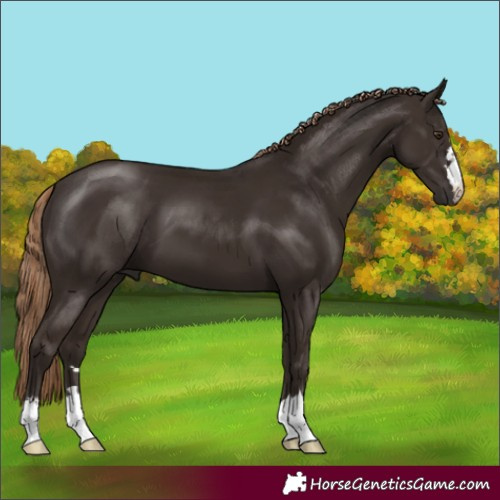 Horse Color:Liver Chestnut