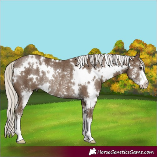 Horse Color:White Spotted Silver Smoky Black Sabino Rabicano