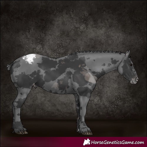 Horse Color:Black Merle Appaloosa 