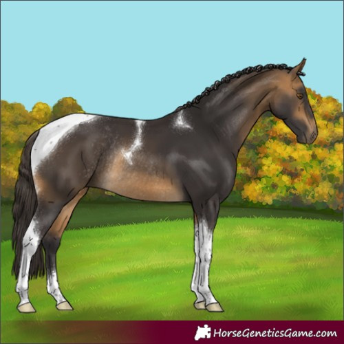 Horse Color:Buckskin Tobiano Rabicano 