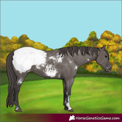 Horse Color:White Spotted Smoky Grullo Sabino Appaloosa 