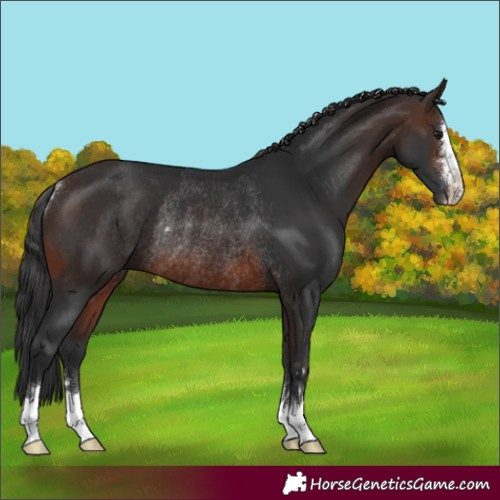 Horse Color:Brown Rabicano