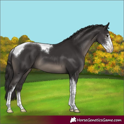 Horse Color:Smoky Black Sabino Tobiano