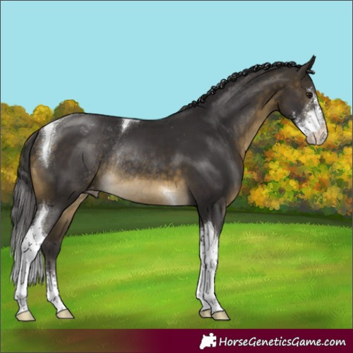 Horse Color:Buckskin Sabino Tobiano Varnish Rabicano 