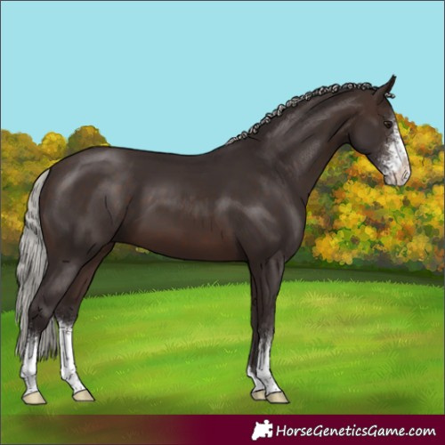 Horse Color:Silver Brown Sabino 