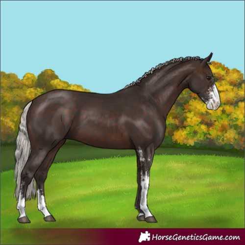 Horse Color:Silver Brown Sabino
