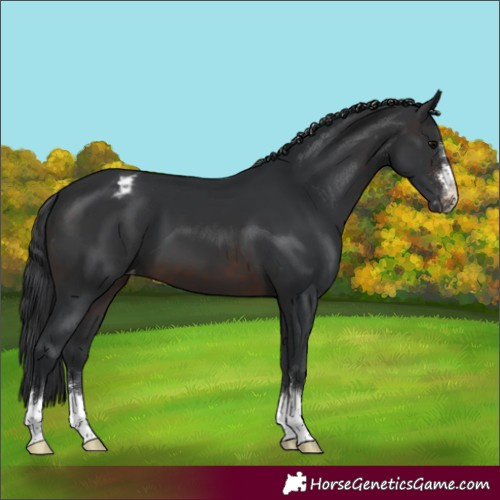 Horse Color:Brown Appaloosa 