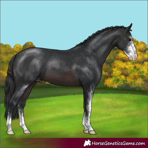 Horse Color:Brown Sabino Appaloosa