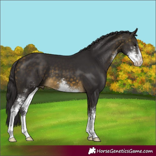 Horse Color:Buckskin Sabino 