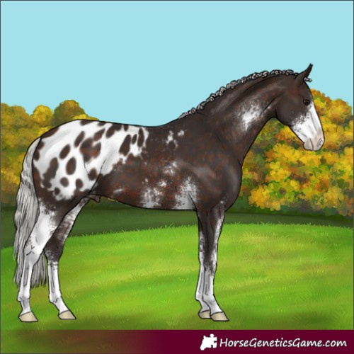 Horse Color:Silver Brown Sabino Appaloosa 