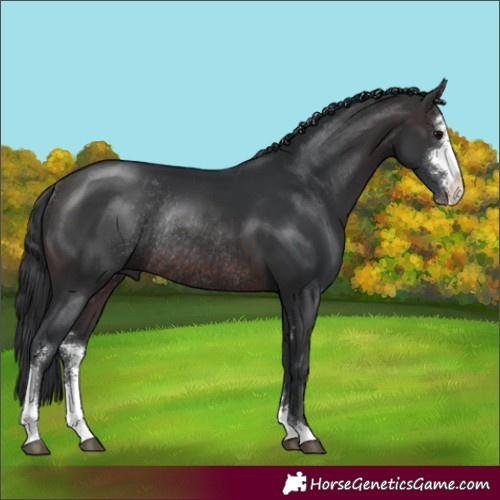Horse Color:Brown Sabino Rabicano