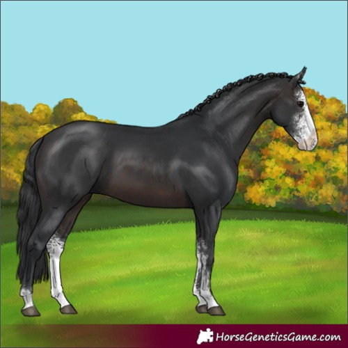 Horse Color:Brown Sabino 