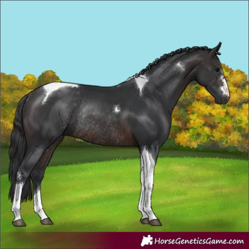 Horse Color:Brown Tobiano Rabicano
