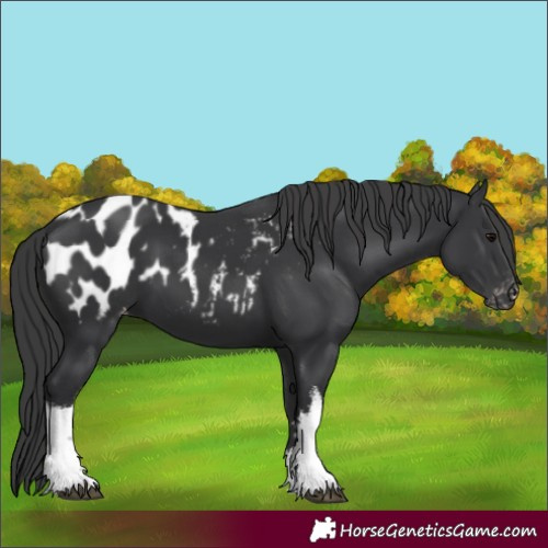 Horse Color:White Spotted Black Appaloosa