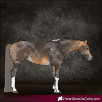 Horse Color:Buckskin Merle Tobiano Rabicano