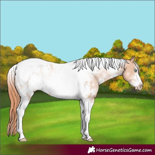 Horse Color:White Spotted Sable Champagne Pearl Tobiano Frame Appaloosa Rabicano 