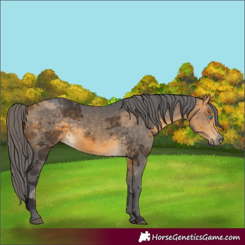 Horse Color:Buckskin Merle