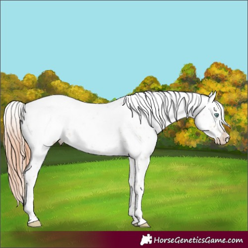 Horse Color:Sable Champagne Pearl Sabino Appaloosa Rabicano