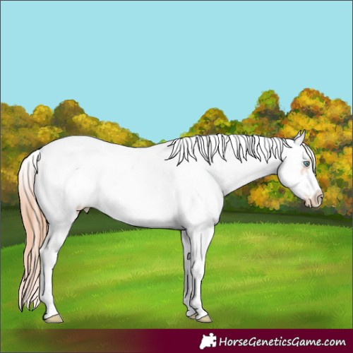 Horse Color:Sable Champagne Pearl Sabino Frame Appaloosa