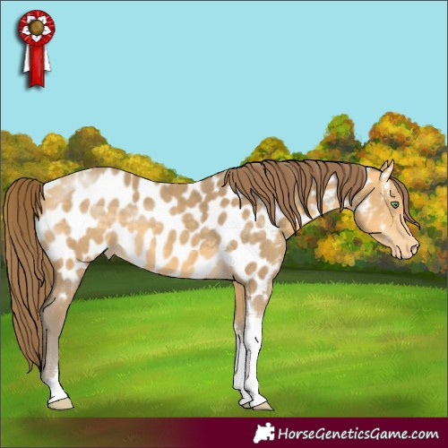 Horse Color:Amber Cream Champagne Tobiano Appaloosa
