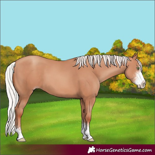 Horse Color:Silver Sable Champagne Sabino 