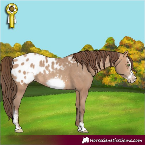 Horse Color:Amber Champagne Sabino Frame Appaloosa Rabicano 