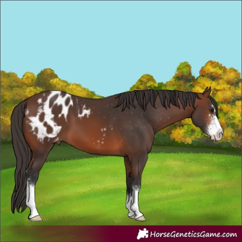 Horse Color:Brown Sabino Appaloosa 