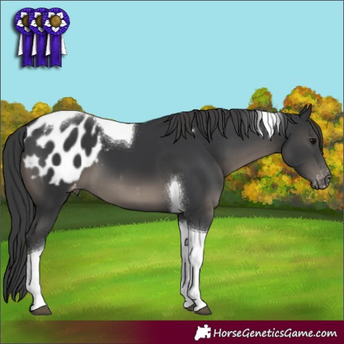 Horse Color:Black Tobiano Appaloosa