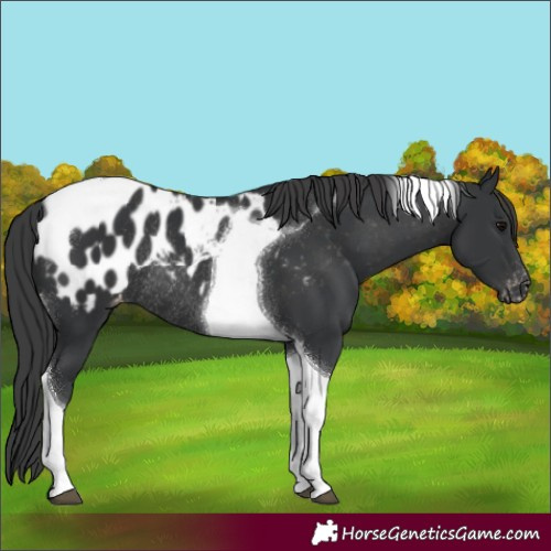 Horse Color:Black Tobiano Appaloosa Rabicano 