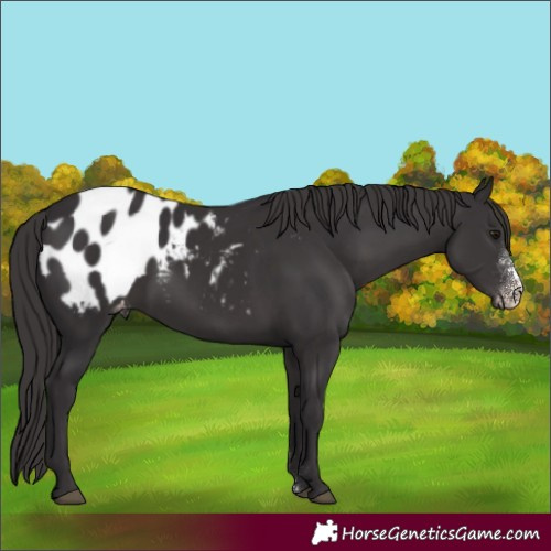 Horse Color:Smoky Black Sabino Appaloosa 