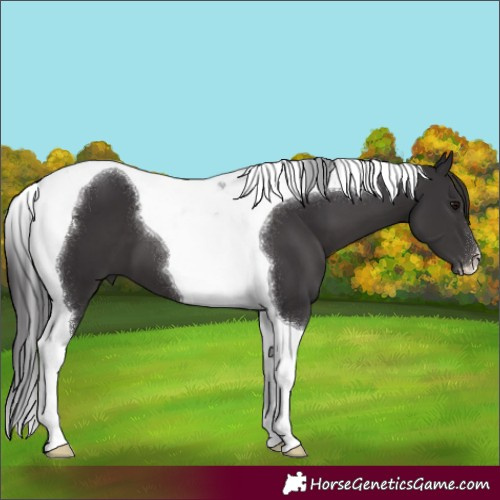Horse Color:Smoky Black Tobiano 